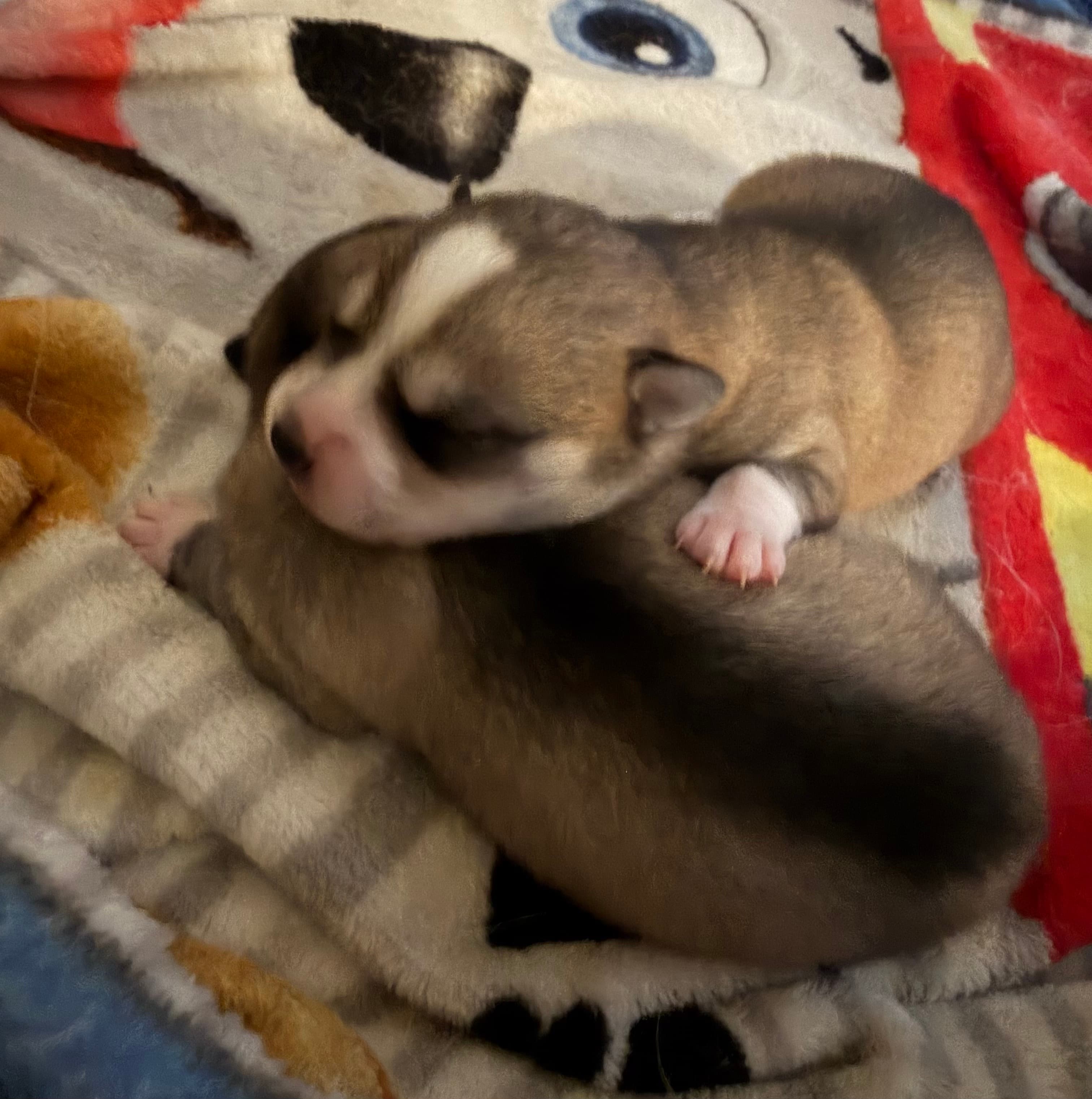 Pups
