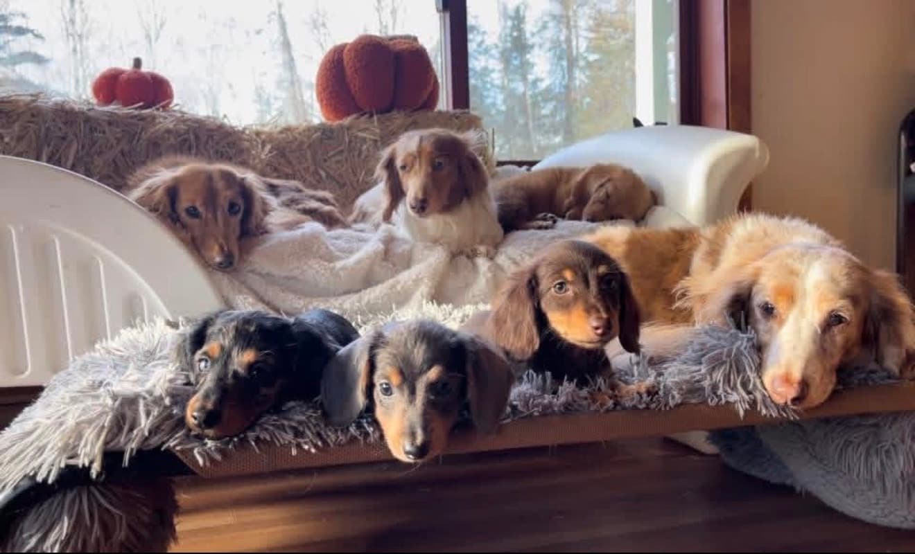 Dachshunds on couch